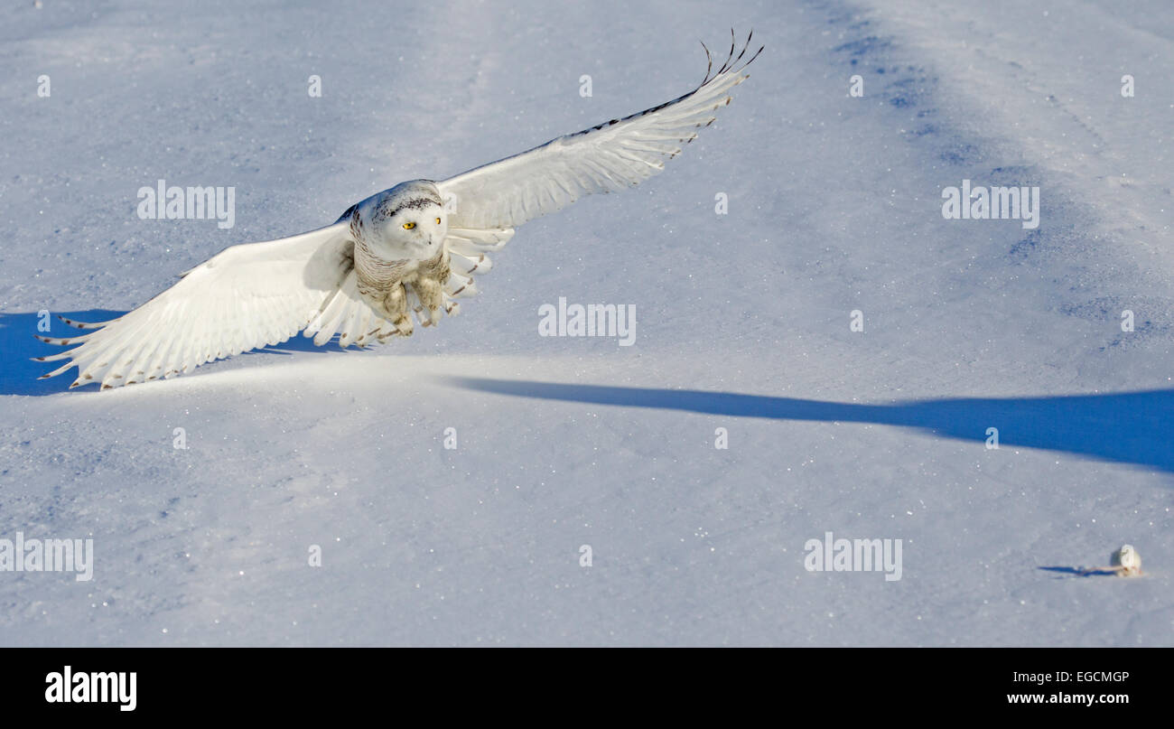 Snowy Owl Flying at Prey Stock Photo - Alamy