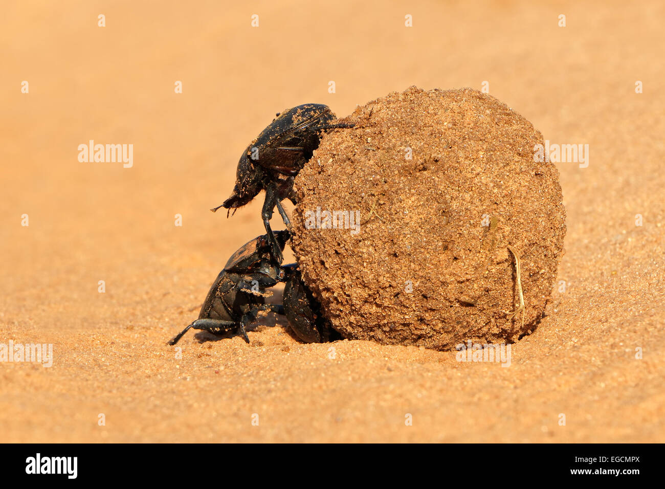 Dung beetles rolling their sand covered dung ball, South Africa Stock Photo