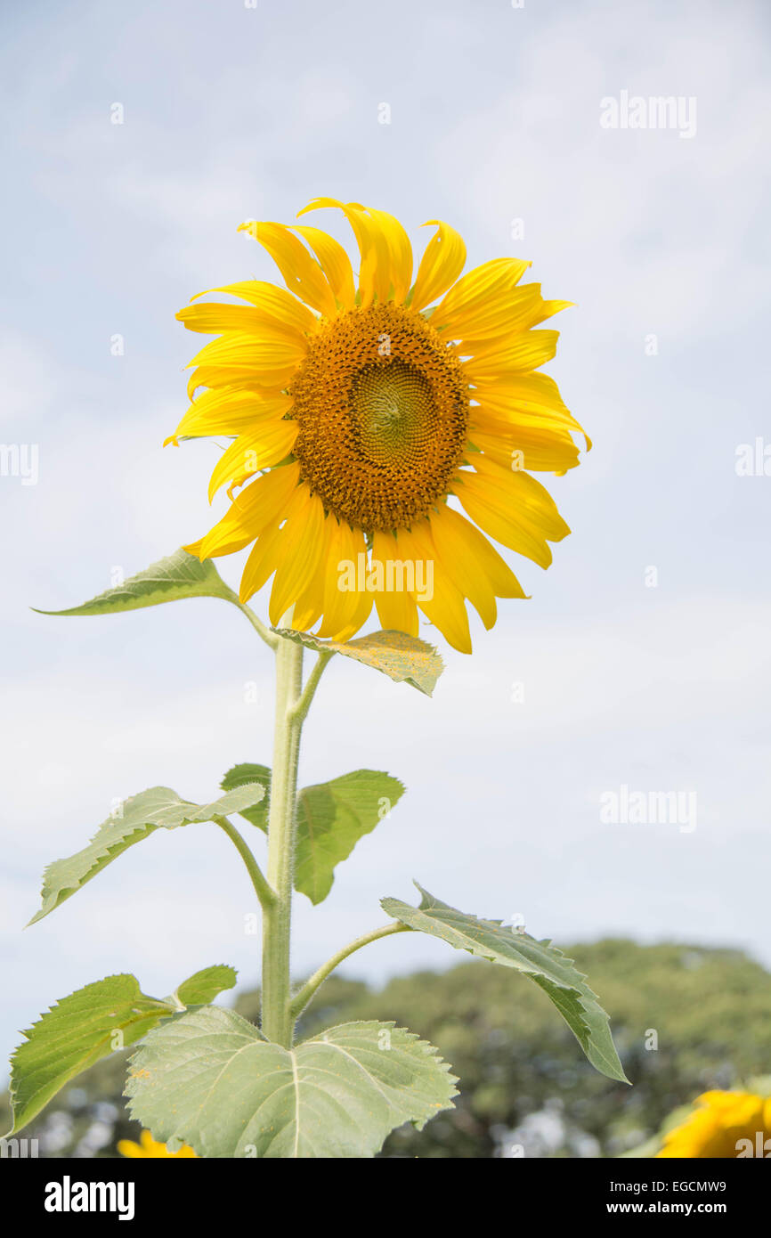 A solitary flower outstanding in a sunflower field Stock Photo Alamy