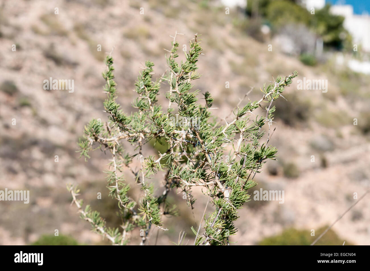Detail of Asparagus albus Stock Photo
