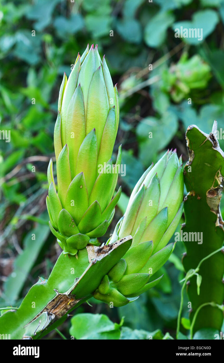 dragon-fruit-in-garden-stock-photo-alamy