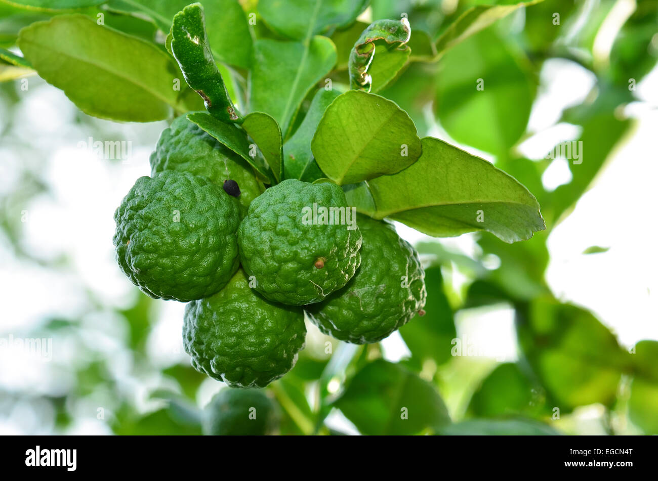 Kaffir Lime And Bergamot Fruit On Tree Stock Photo Alamy