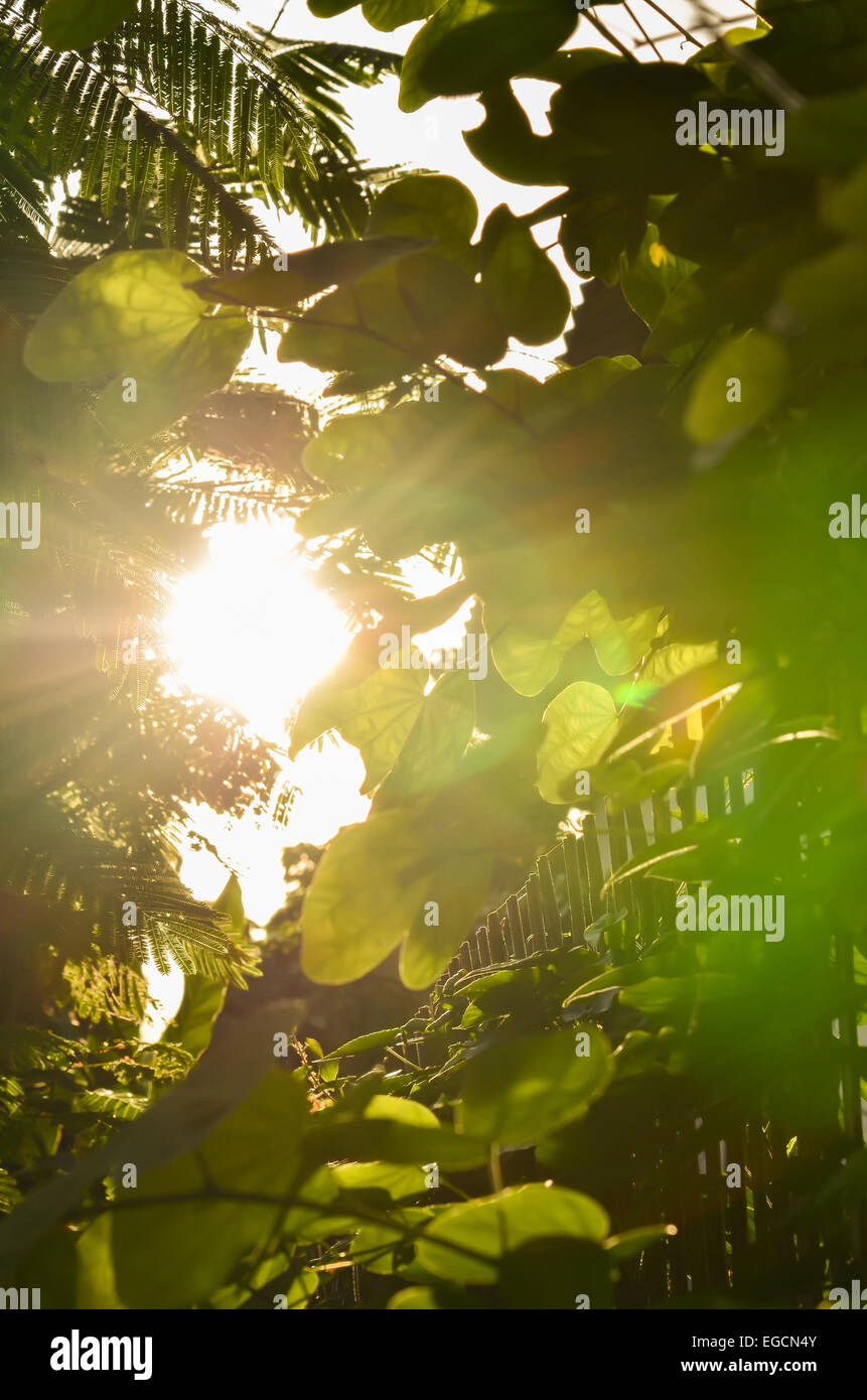 Beautiful green leaves and bright sun Stock Photo - Alamy