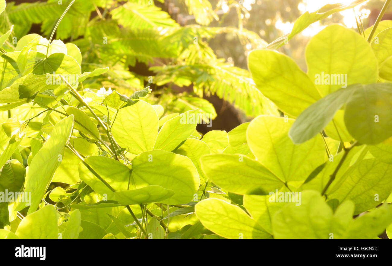 Beautiful green leaves and bright sun Stock Photo - Alamy