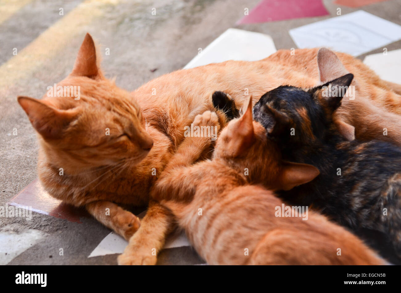 Cat Nursing her Kittens Stock Photo Alamy