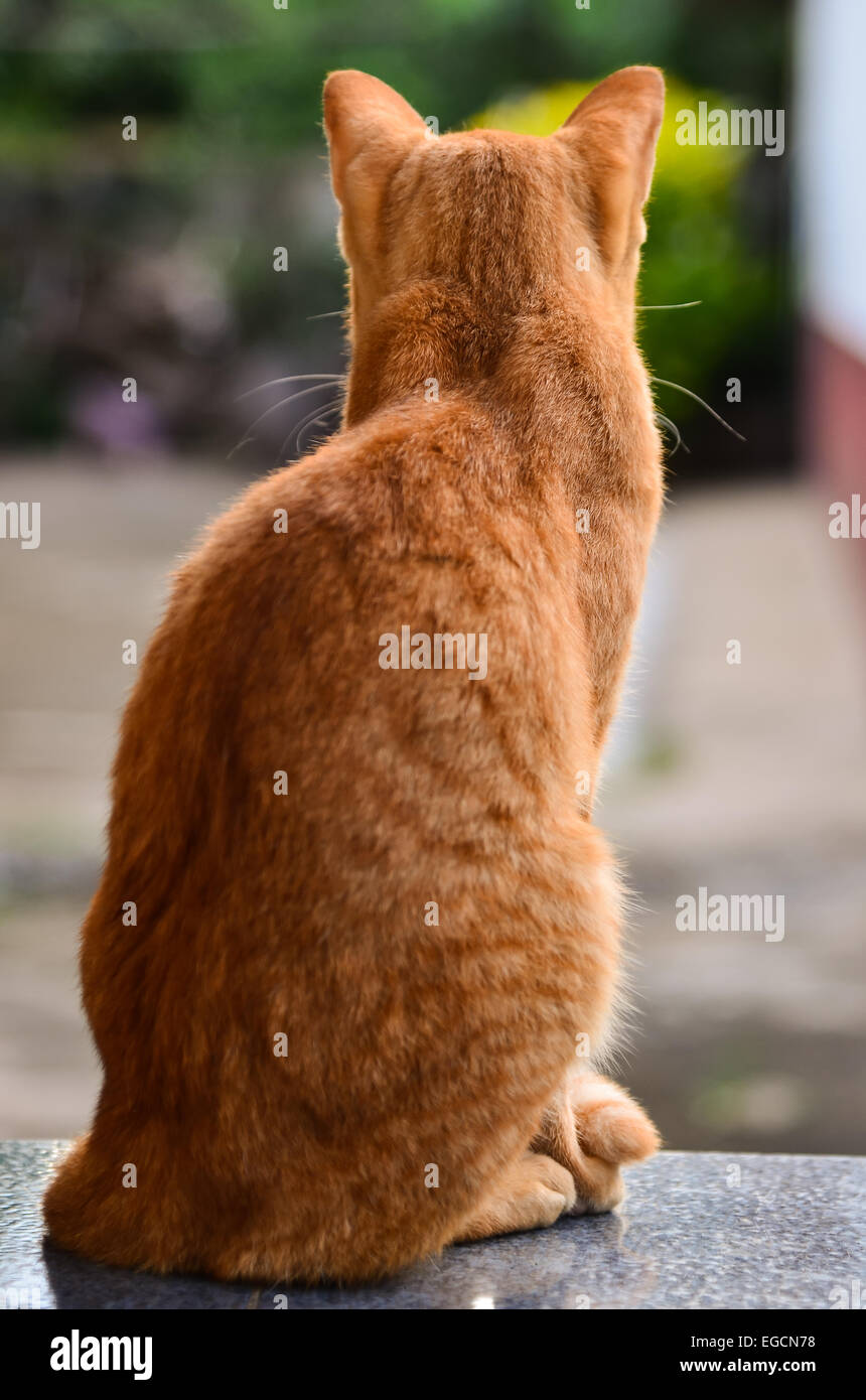 Yellow cat turns Stock Photo Alamy