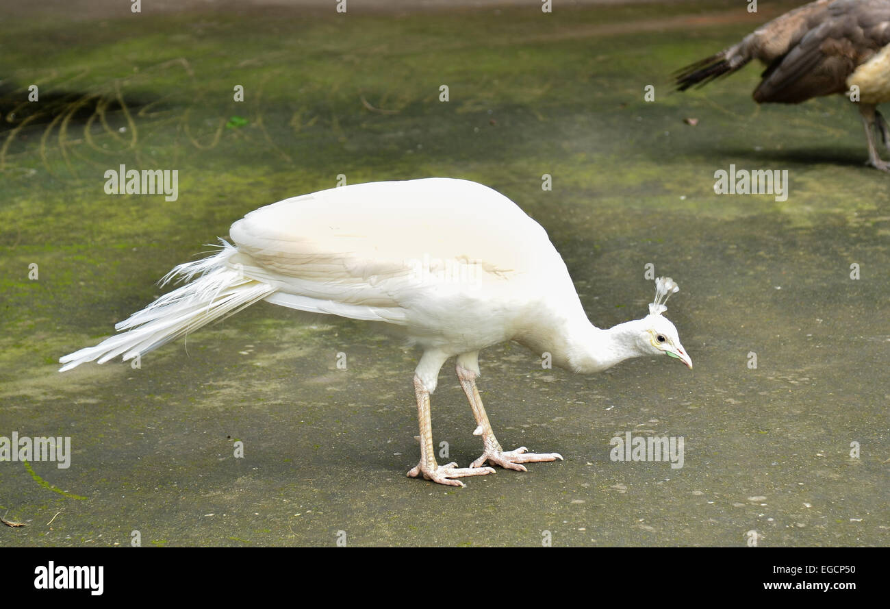 White Peacock Stock Photo