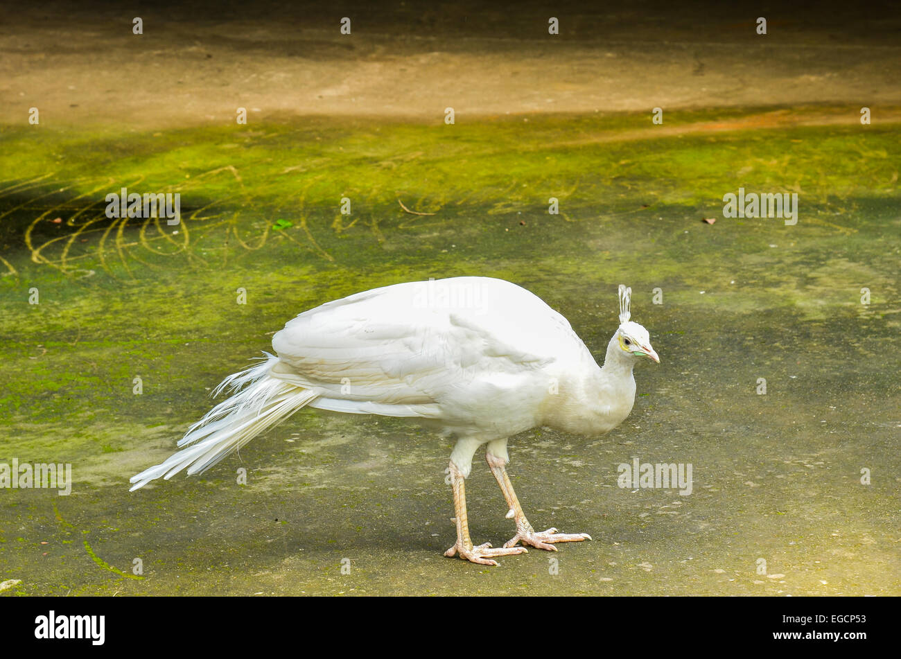 White Peacock Stock Photo