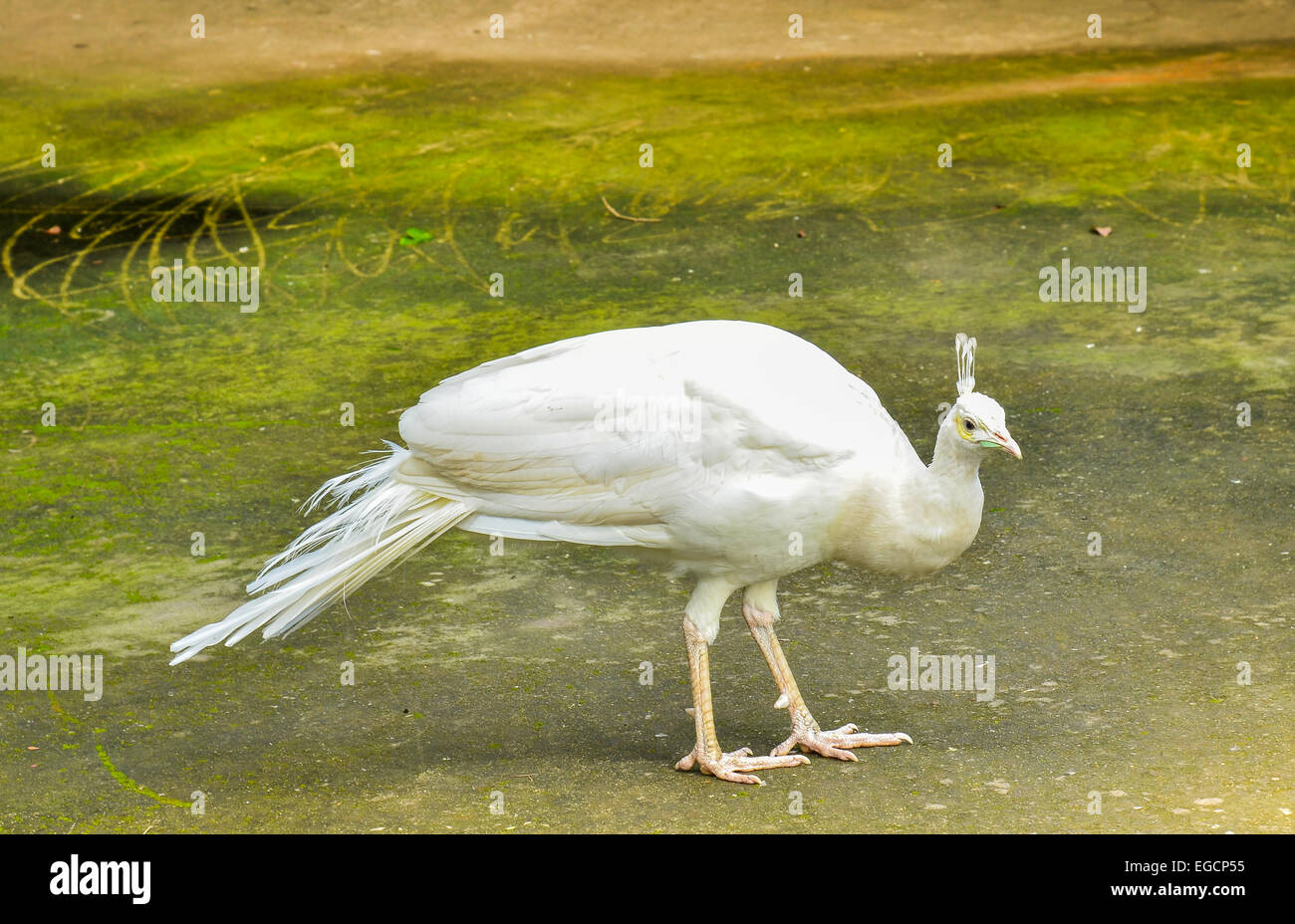 White Peacock Stock Photo