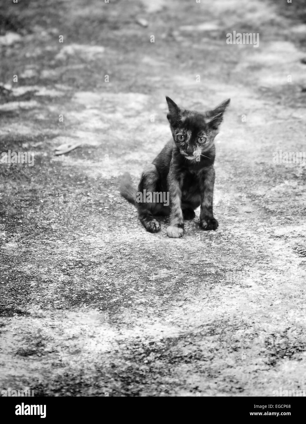 Kitten looking at camera Black and White Stock Photos & Images - Alamy