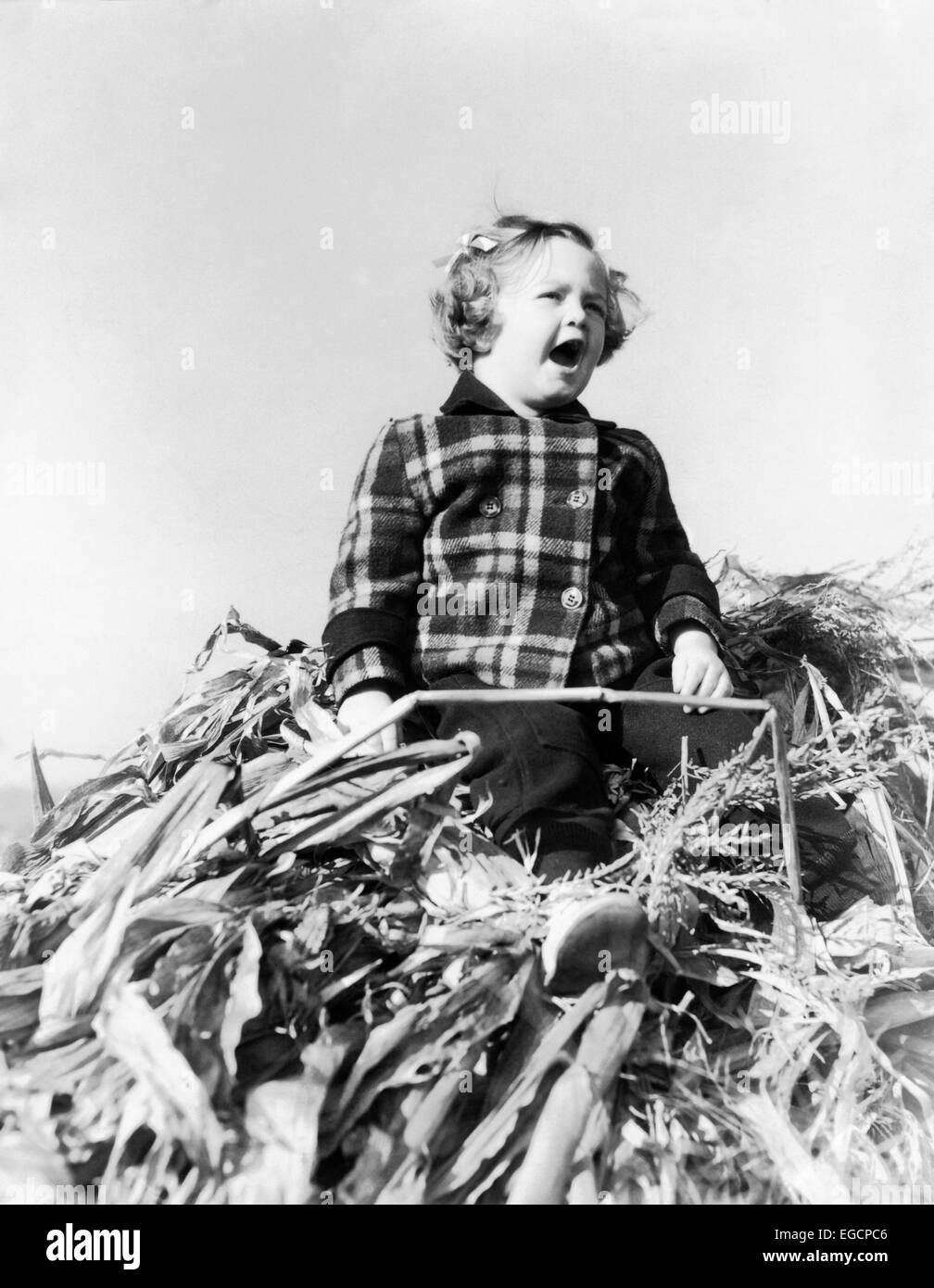 1930s 1940s SHOUTING GIRL SITTING ATOP PILE HARVESTED CORN STALKS WEARING  PLAID WOOL AUTUMN FALL SEASON JACKET Stock Photo