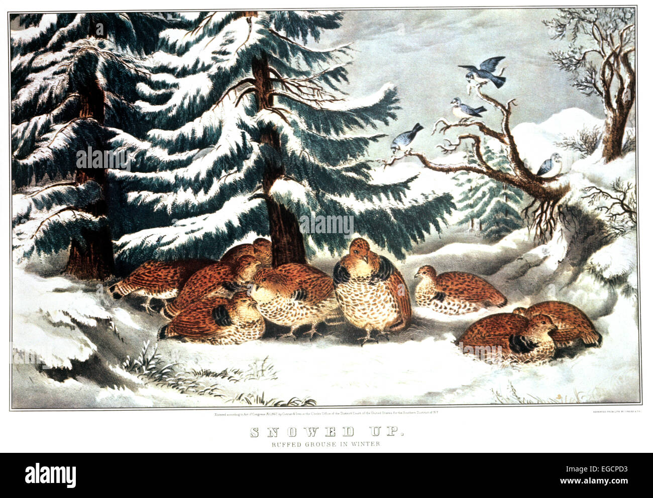 CURRIER AND IVES LITHOGRAPH 1867 SNOWED UP RUFFED GROUSE IN WINTER GAME BIRD HUNTING Stock Photo