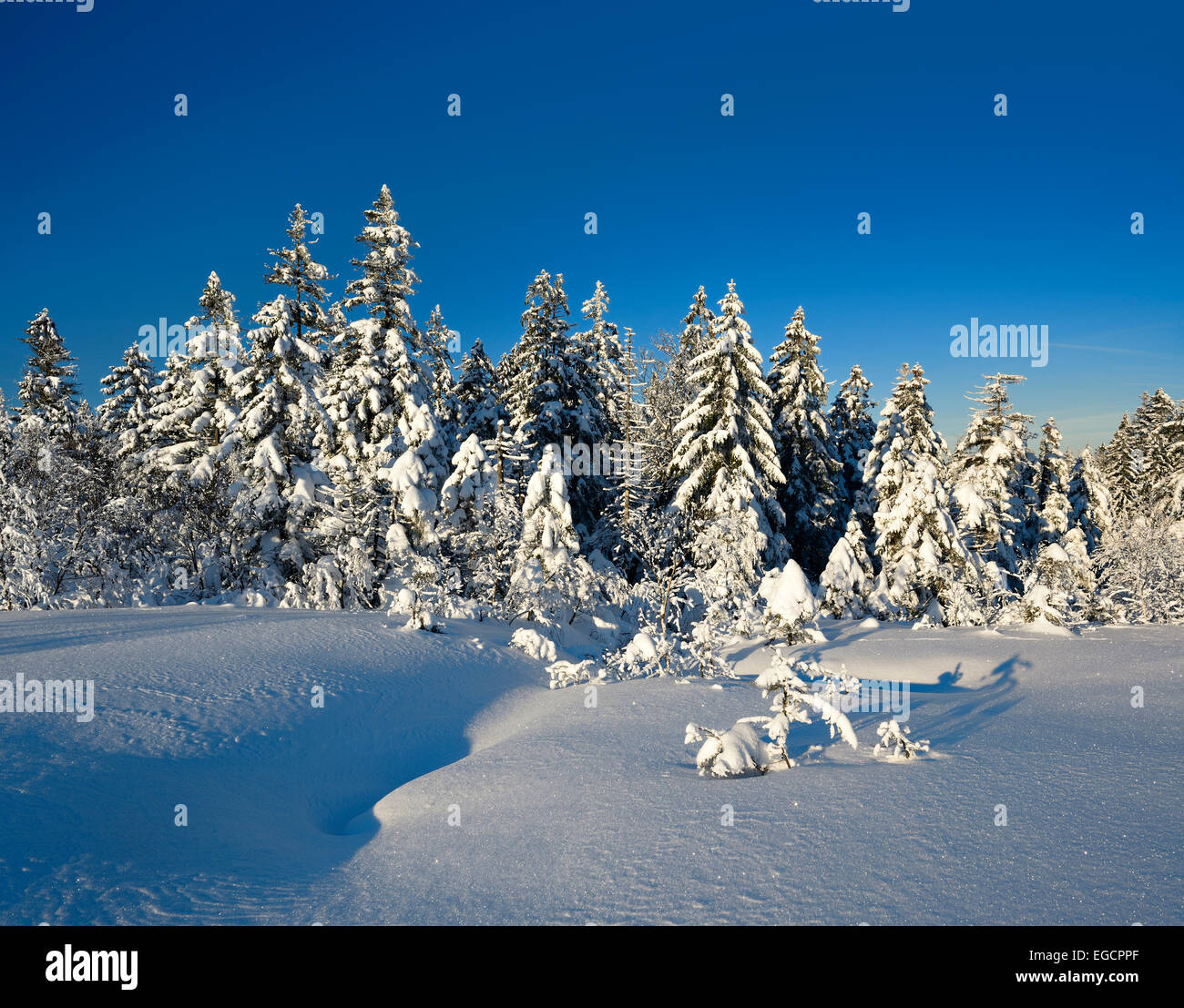 Snow-covered winter landscape, Harz National Park, near Torfhaus, Lower Saxony, Germany Stock Photo