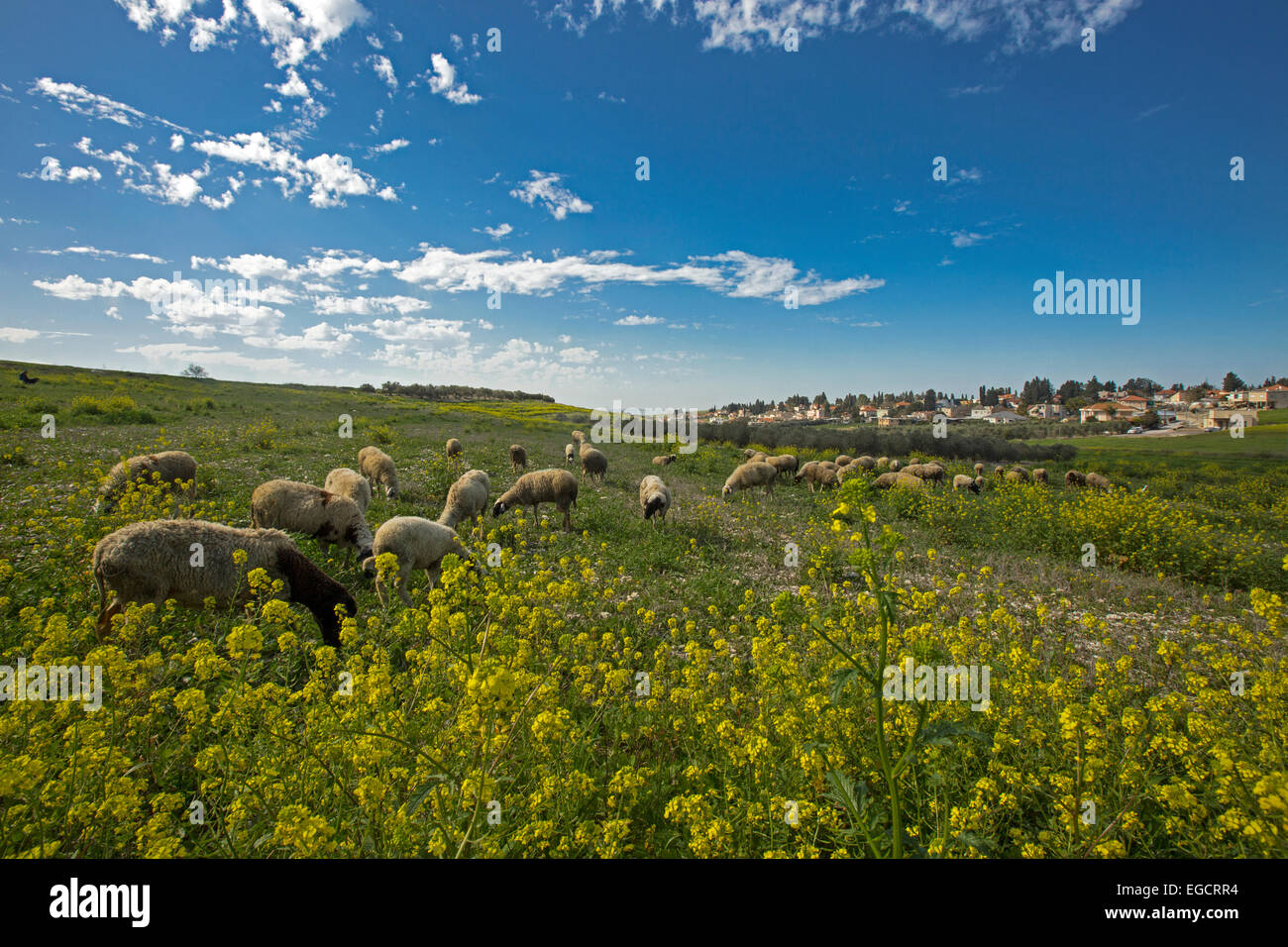 herd of sheep graze in a field of wildflowers Photographed in Israel Stock Photo