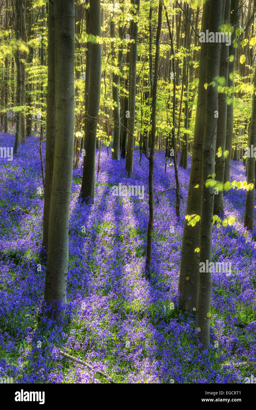 Sun beams through beech trees over bluebells landscape at sunrise in Spring. Stock Photo