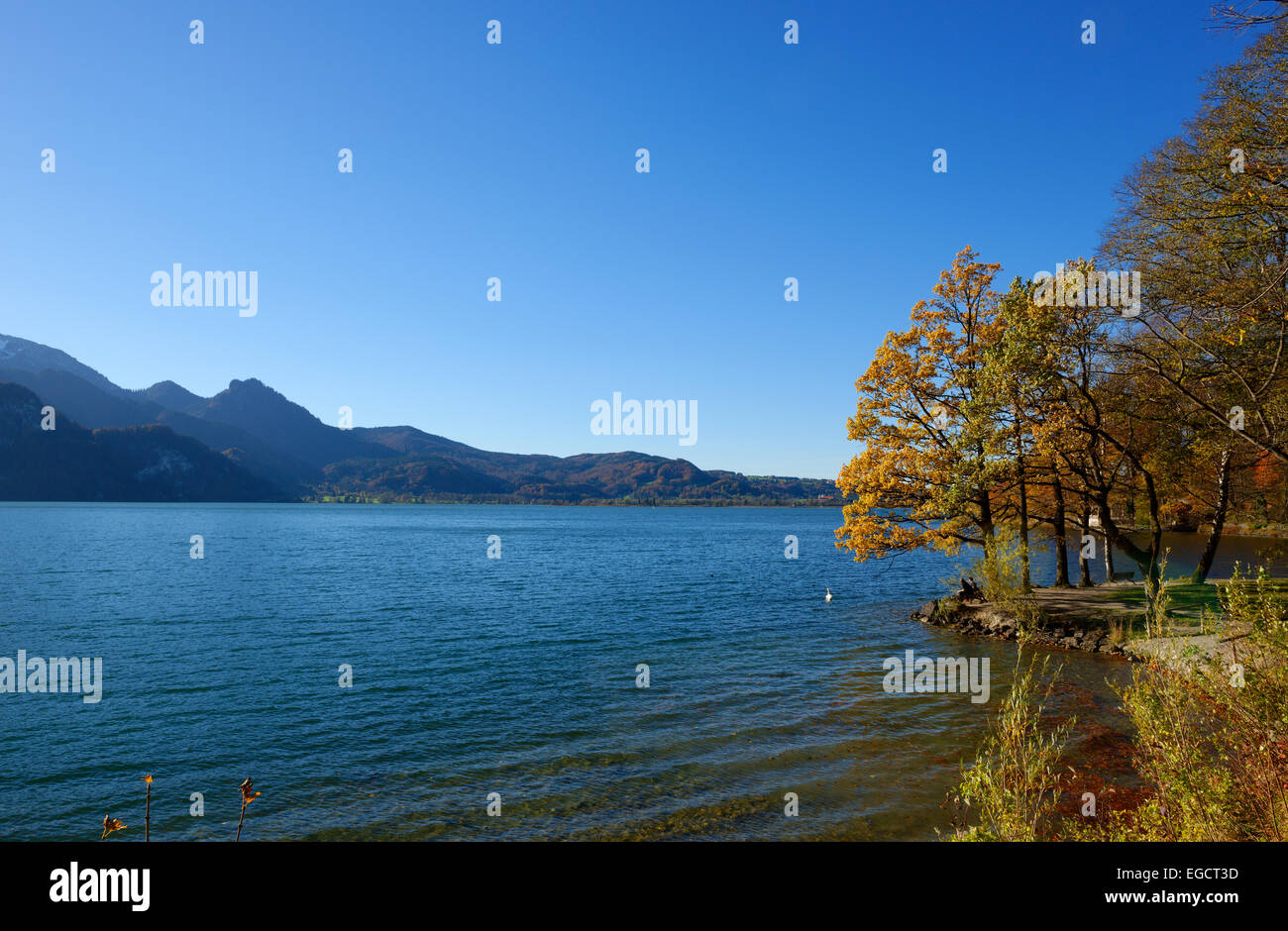Autumn at Lake Kochel or Kochelsee Lake, Kochel am See, Upper Bavaria, Bavaria, Germany Stock Photo
