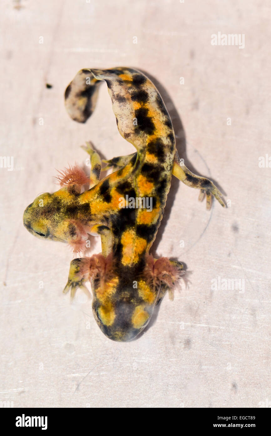 Two month old, Two-headed Near Eastern fire salamander (Salamandra infraimmaculata) tadpole that was born in a community ecology Stock Photo