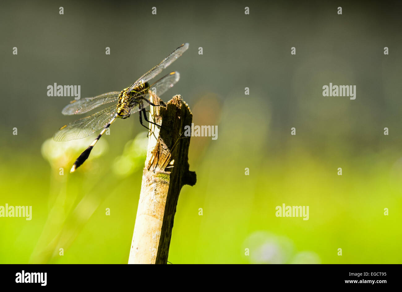 Dragonfly on a stick Stock Photo - Alamy