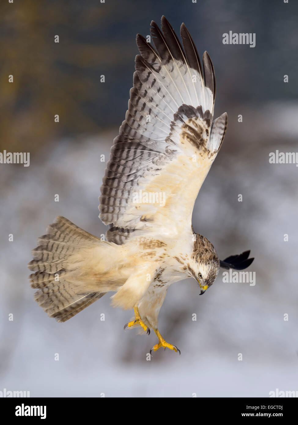 Buzzard (Buteo buteo), white morph, in flight, Biosphere Reserve Swabian-Alb, Baden-Württemberg, Germany Stock Photo