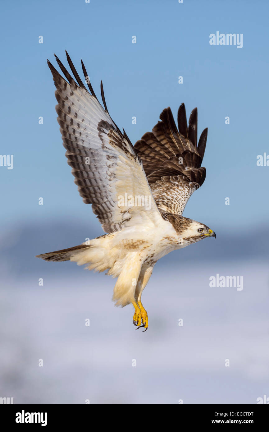 Buzzard (Buteo buteo), white morph, in flight, Biosphere Reserve Swabian-Alb, Baden-Württemberg, Germany Stock Photo