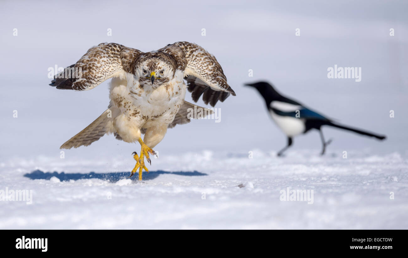Buzzard (Buteo buteo), white morph running over snow, Magpie (Pica pica) at the back, Biosphere Reserve Swabian-Alb Stock Photo