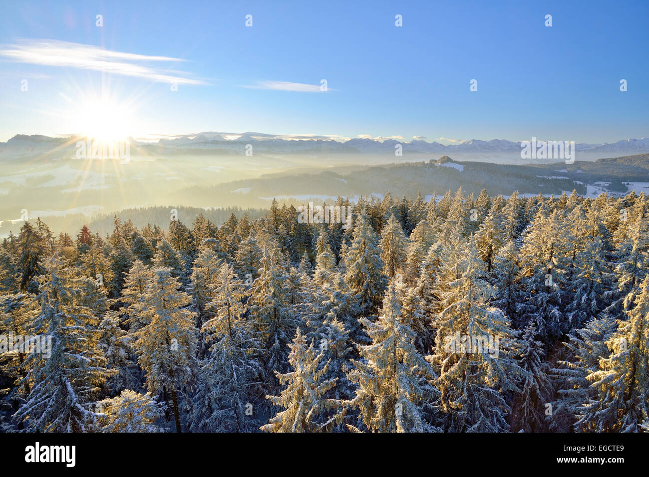 Sunrise over the Bernese Alps, view from Chuderhüsi over snow-covered fir trees in the Emmental region, Bernese Oberland Stock Photo