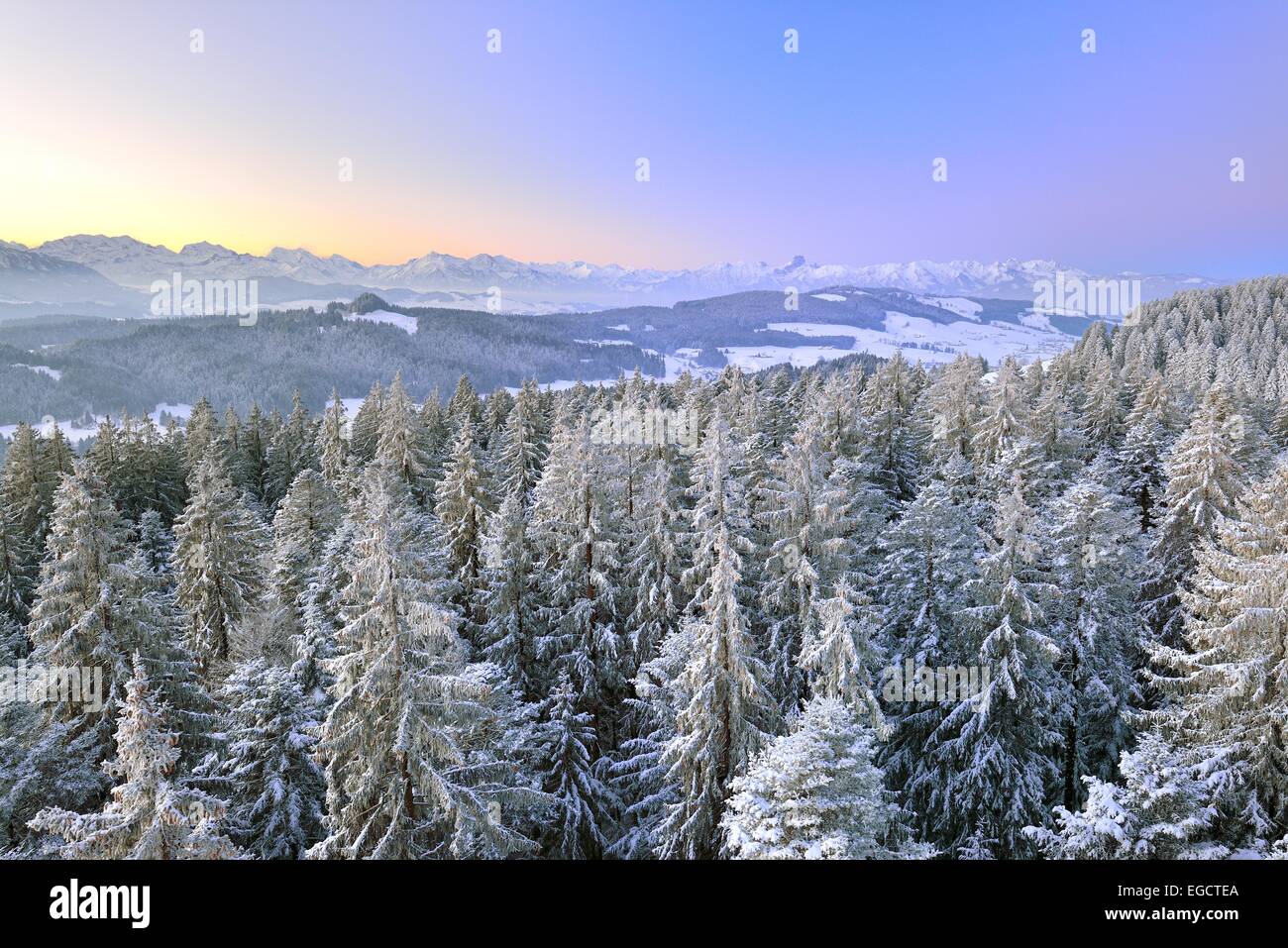 View from Chuderhüsi over snow-covered fir trees in the Emmental region at dawn, at the back the Bernese Alps with the Stock Photo