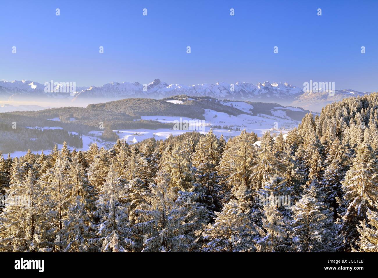 View from Chuderhüsi over snow-covered fir trees in the Emmental region, at the back the Stockhorn Range, Bernese Alps Stock Photo