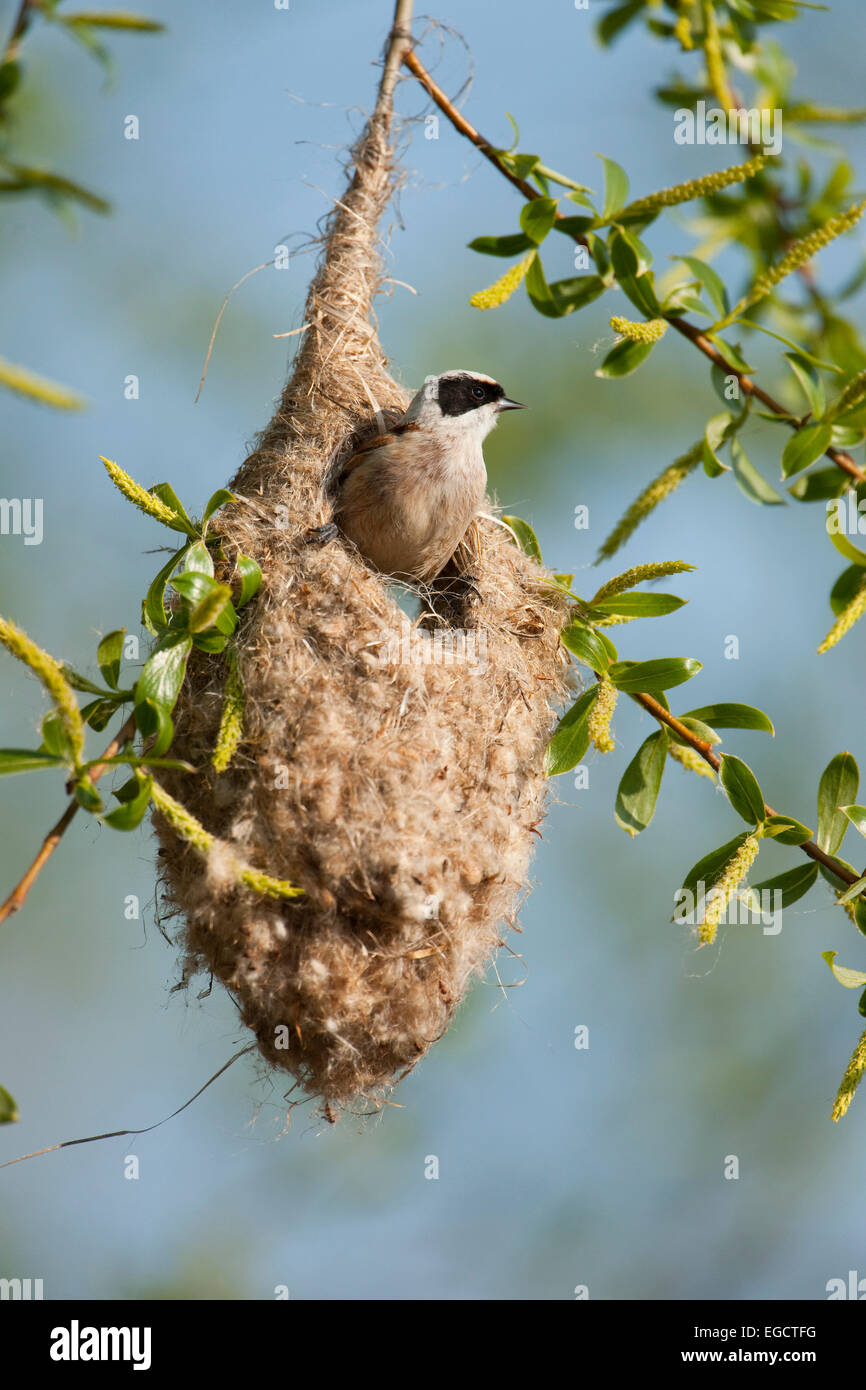 Penduline Tit (Remiz pendulinus) perched on the nest, bag nest hanging from a tree, Thuringia, Germany Stock Photo