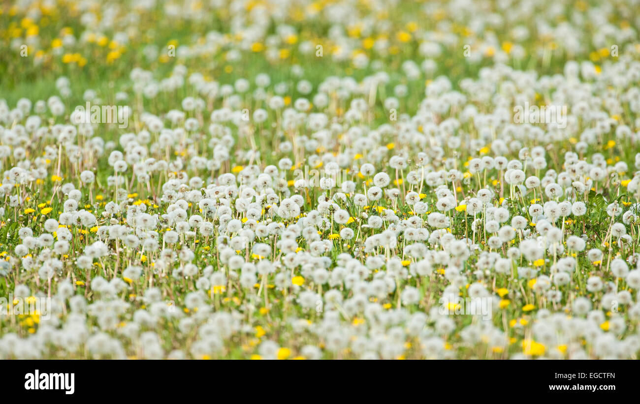 Dandelion (Taraxacum officinale), seed heads, dandelion clocks and flowers, Thuringia, Germany Stock Photo