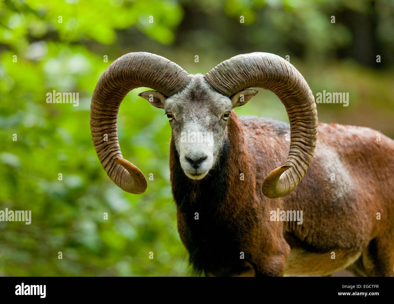 European Mouflons (Ovis ammon musimon), ram, captive, Saxony, Germany Stock Photo