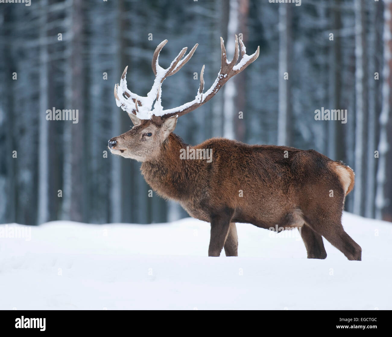Red Deer (Cervus elaphus), stag with snow-covered antlers, captive, Saxony, Germany Stock Photo