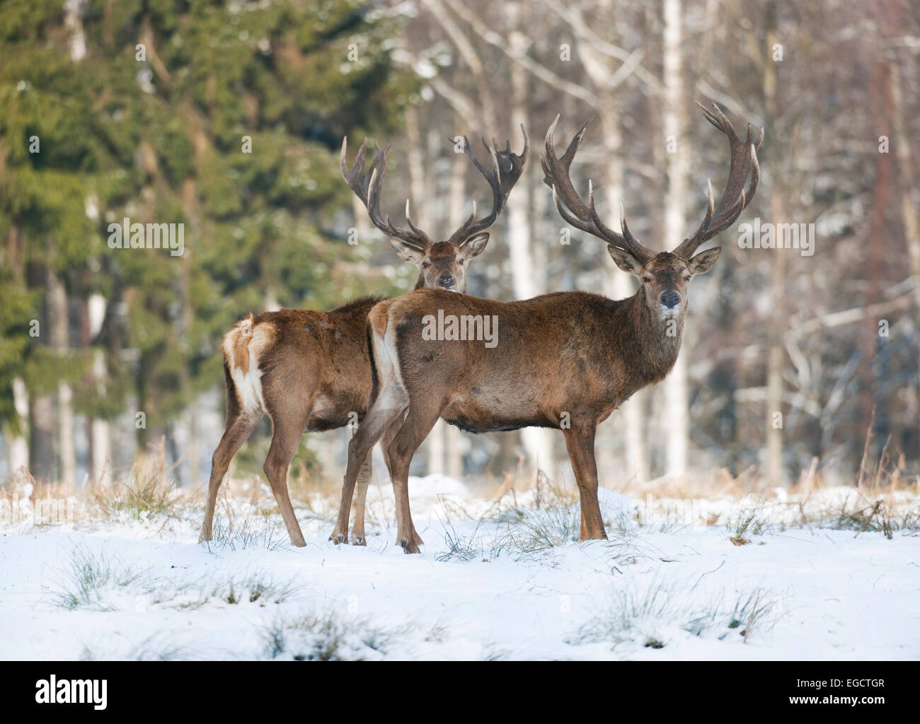 Red Deer (Cervus elaphus), stags in the snow, captive, Saxony, Germany Stock Photo