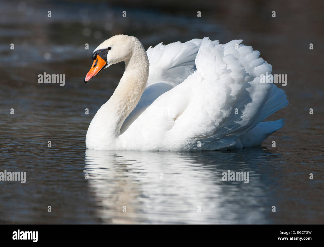 Mute Swan (Cygnus olor) on a pond, Thuringia, Germany Stock Photo