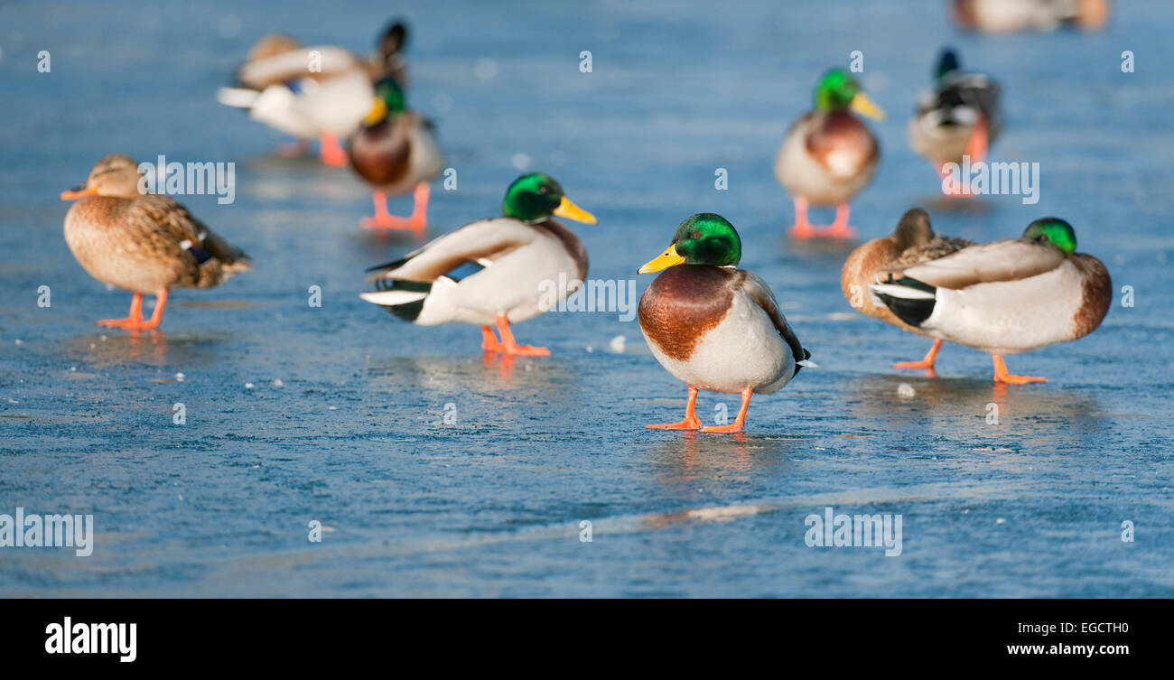 Mallards (Anas platyrhynchos) standing on a frozen pond, Thuringia, Germany Stock Photo