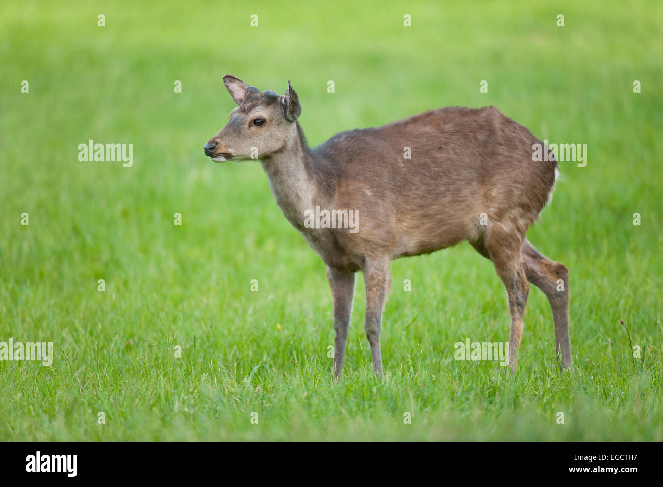 Sika Deer (Cervus nippon), with antlers forming, captive, Bavaria, Germany Stock Photo