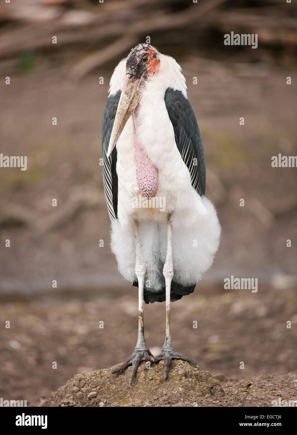 Marabou Stork (Leptoptilos crumeniferus), captive, Thuringia, Germany Stock Photo