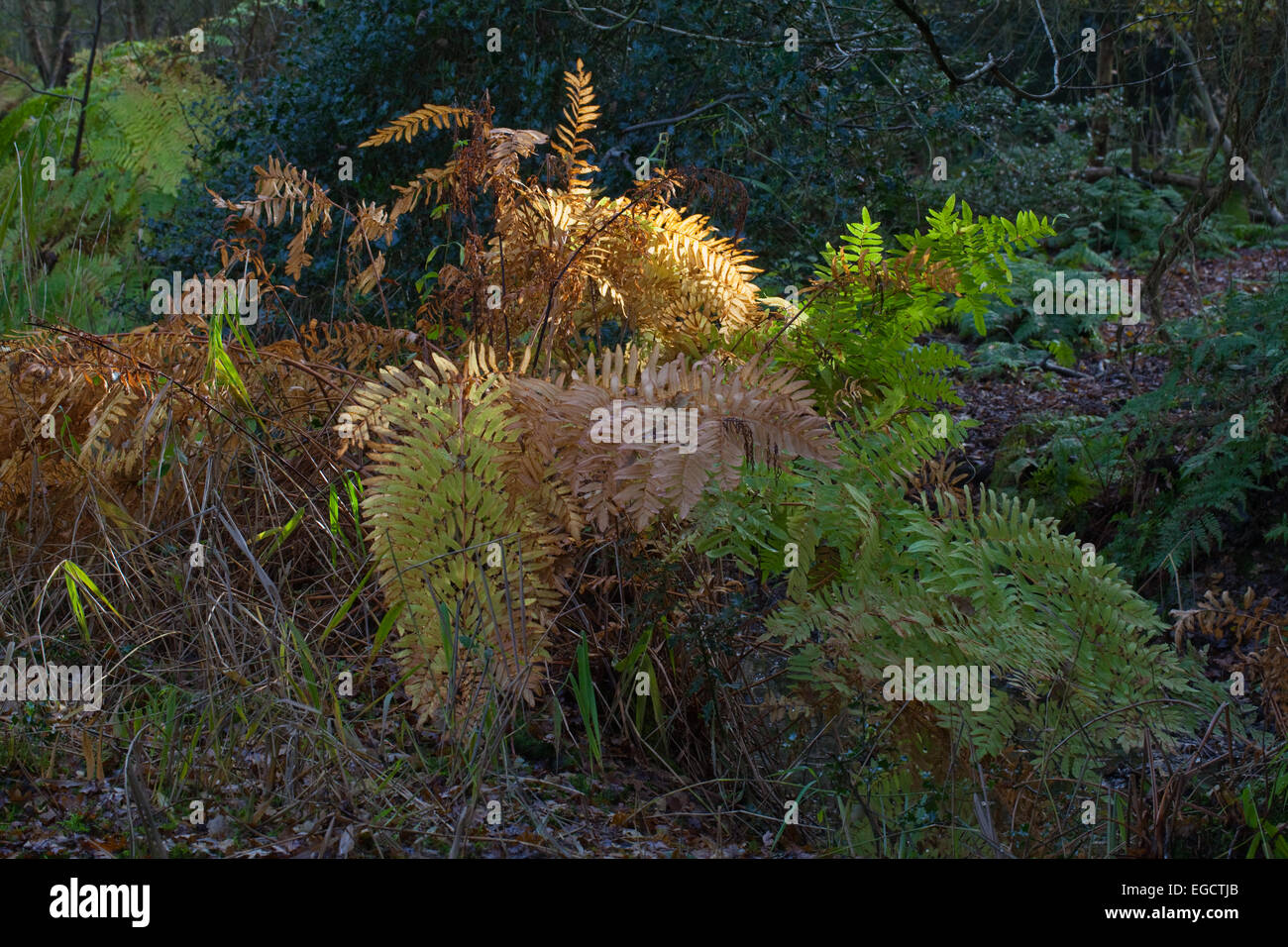 Royal Fern (Osmunda regalis). November. Calthorpe Broad NNR. SSSI. Norfolk. England. Stock Photo