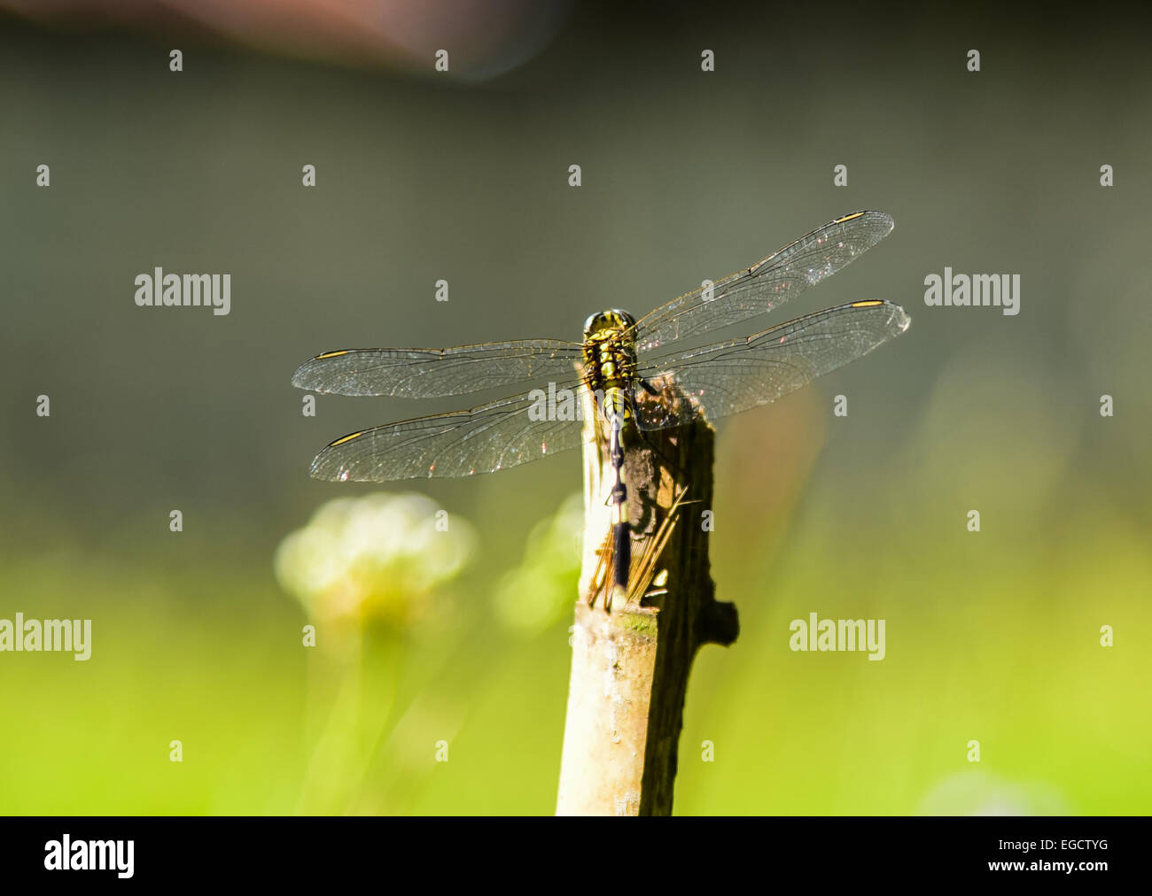 Dragonfly on a stick Stock Photo - Alamy