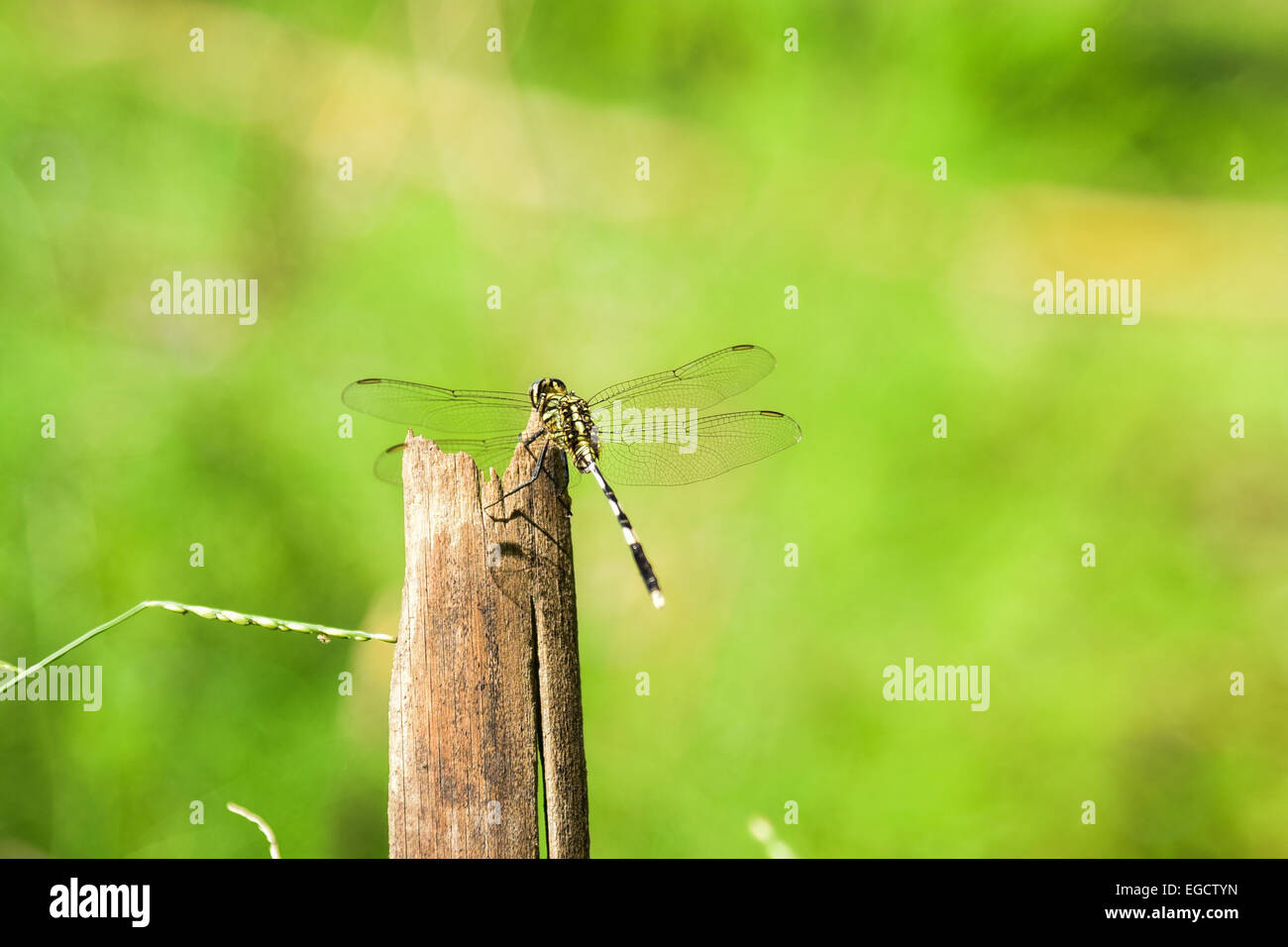 Dragonfly on a stick Stock Photo - Alamy