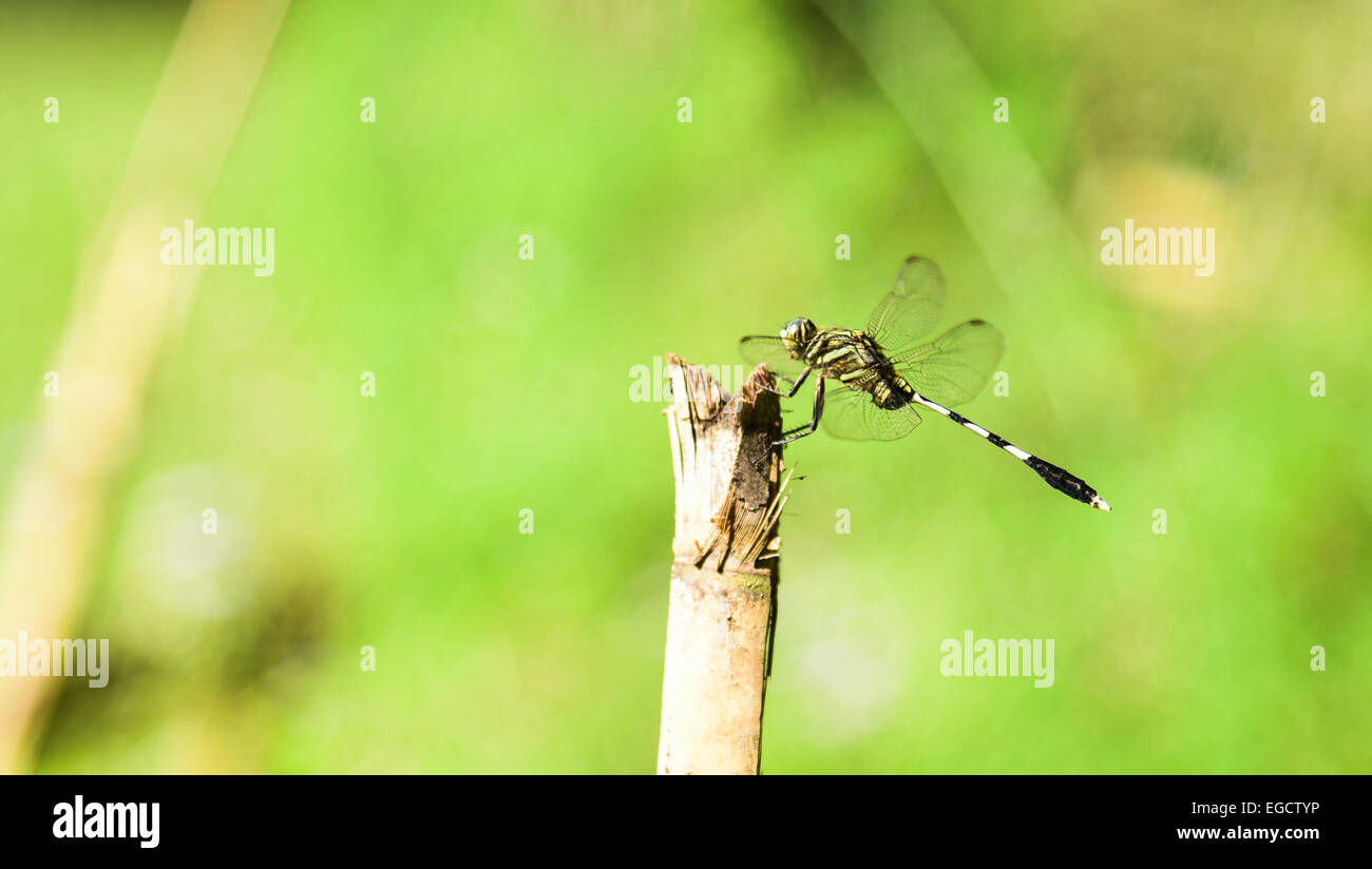 Dragonfly on a stick Stock Photo - Alamy