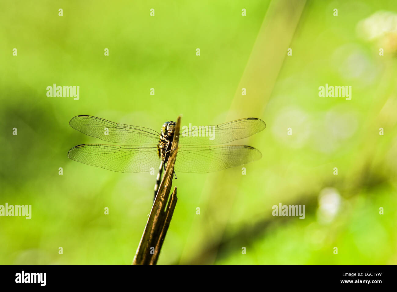Dragonfly on a stick Stock Photo - Alamy