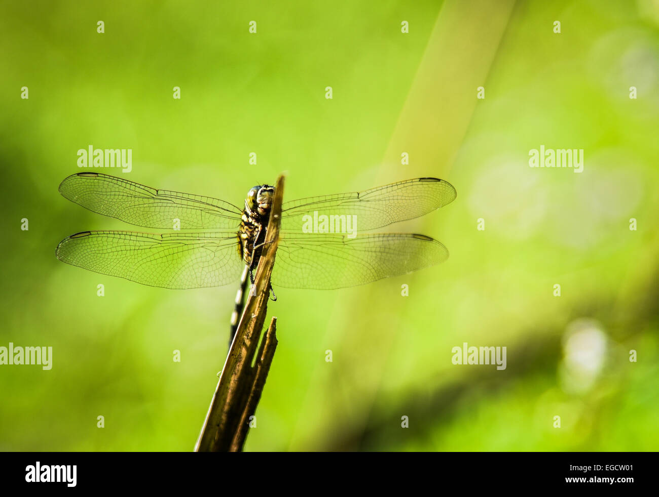 Dragonfly on a stick Stock Photo - Alamy