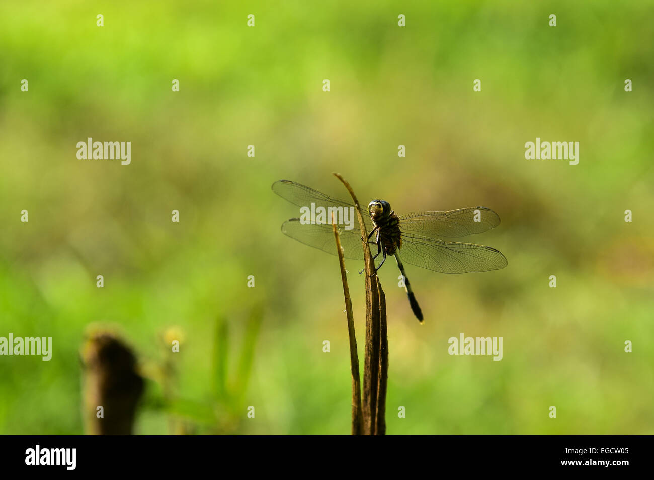 Dragonfly on a stick Stock Photo - Alamy