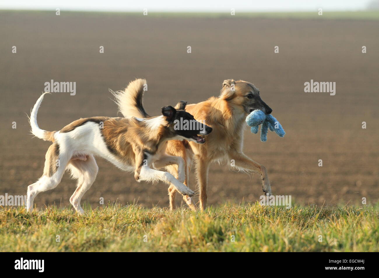 Silken Windsprite dogs, whippets, at play Stock Photo