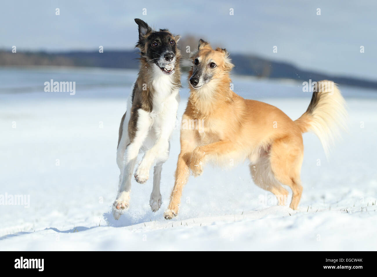 Silken Windsprite, whippets, dogs playing in the snow, Rhineland-Palatinate, Germany Stock Photo