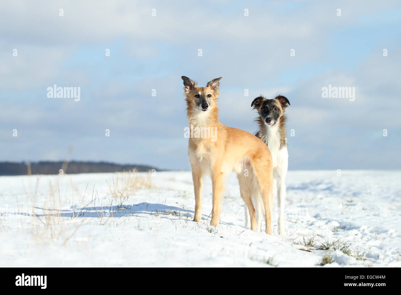 Silken Windsprite, whippets, dog standing in the snow, Rhineland-Palatinate, Germany Stock Photo