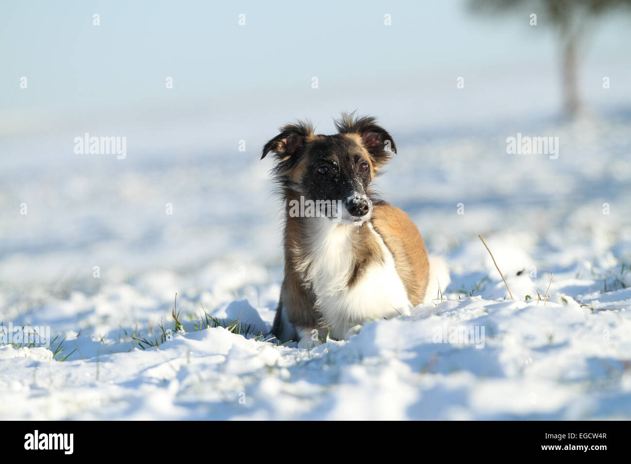 Silken Windsprite, whippet in the snow, Rhineland-Palatinate, Germany Stock Photo