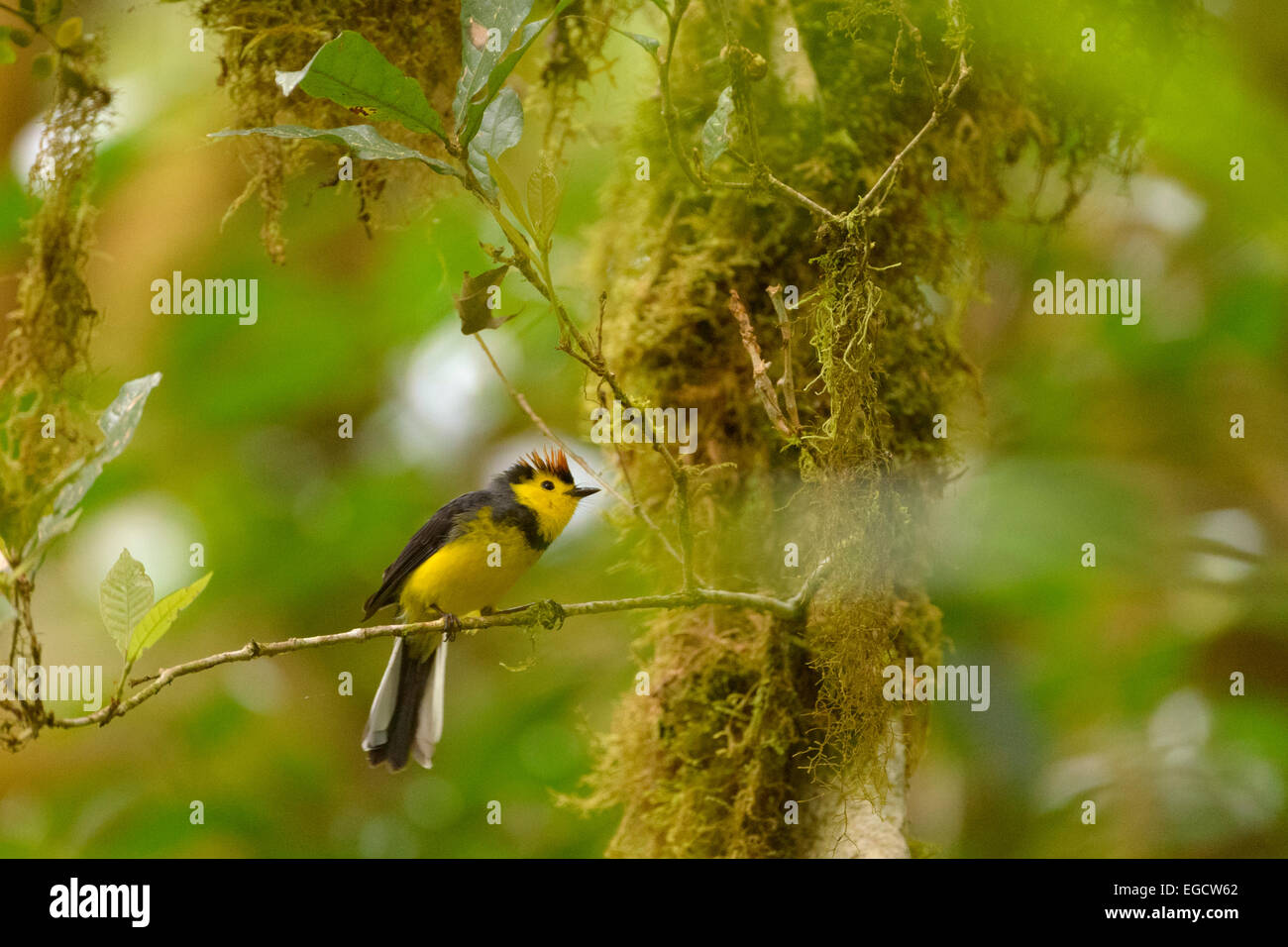 Collared Whitestart, also Collared Redstart (Myioborus torquatus ...