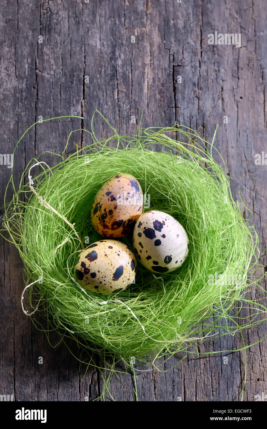 Quail's eggs in a green nest Stock Photo